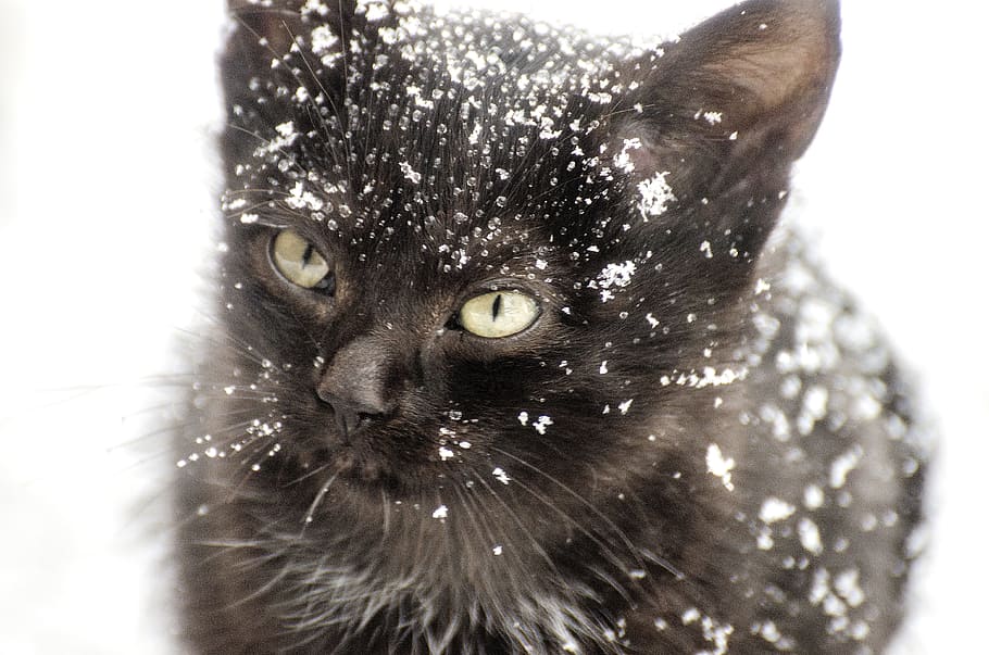 short-fur black cat with snow, kitten, animal, winter, pet, cute