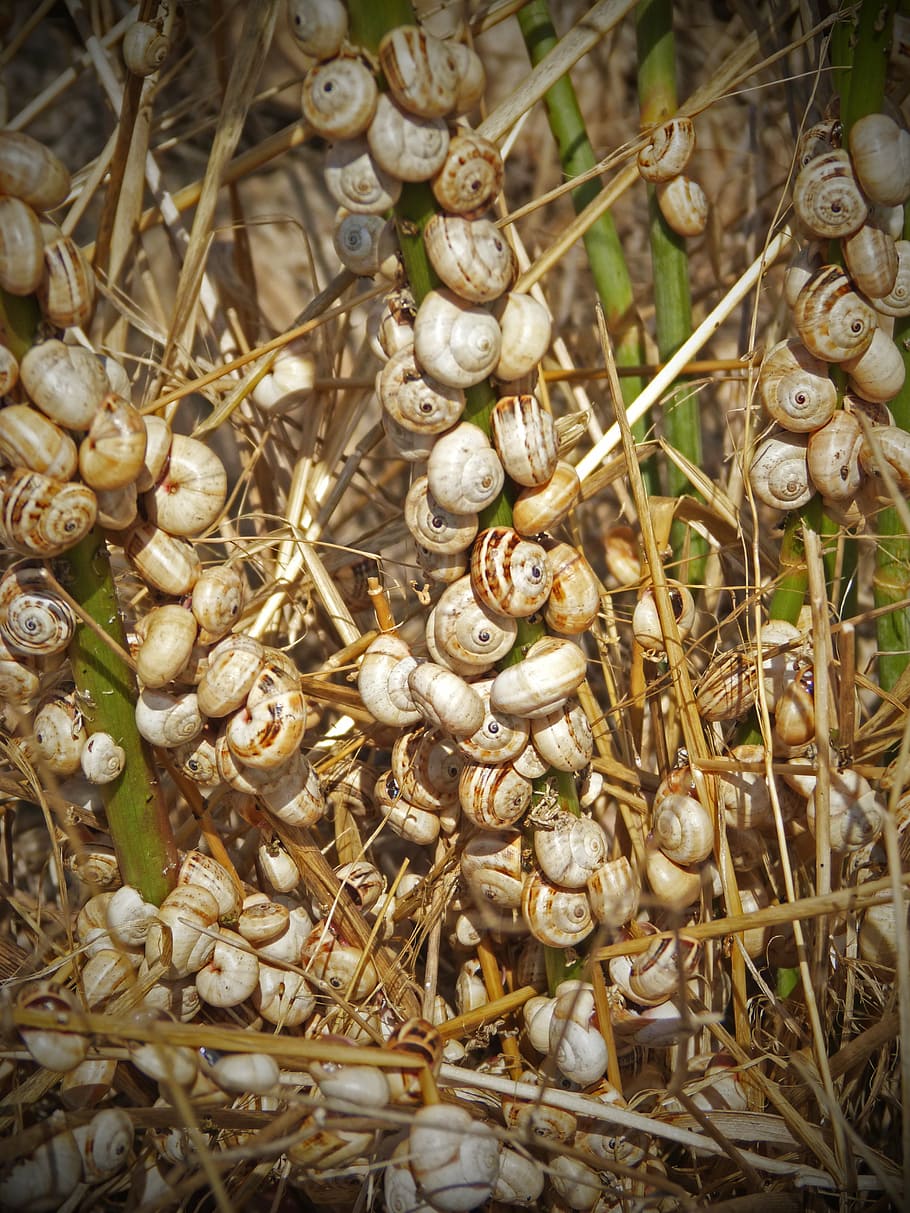 snails, fennel, crowd, quantity, close-up, day, no people, high angle view HD wallpaper