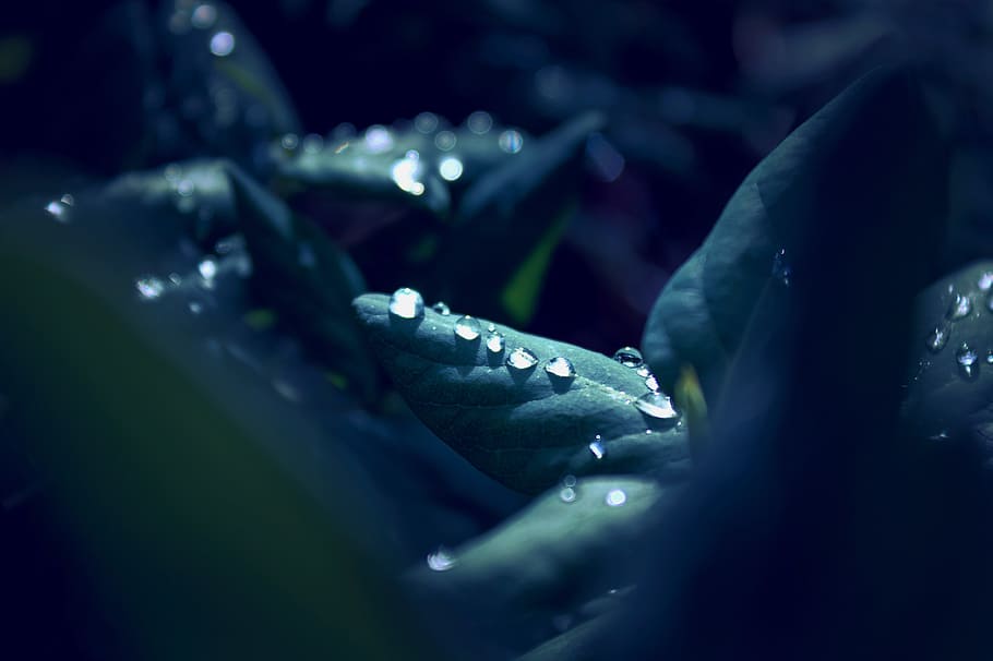 raindrop, leaf, macro, close, mirroring, nature, green, blue HD wallpaper