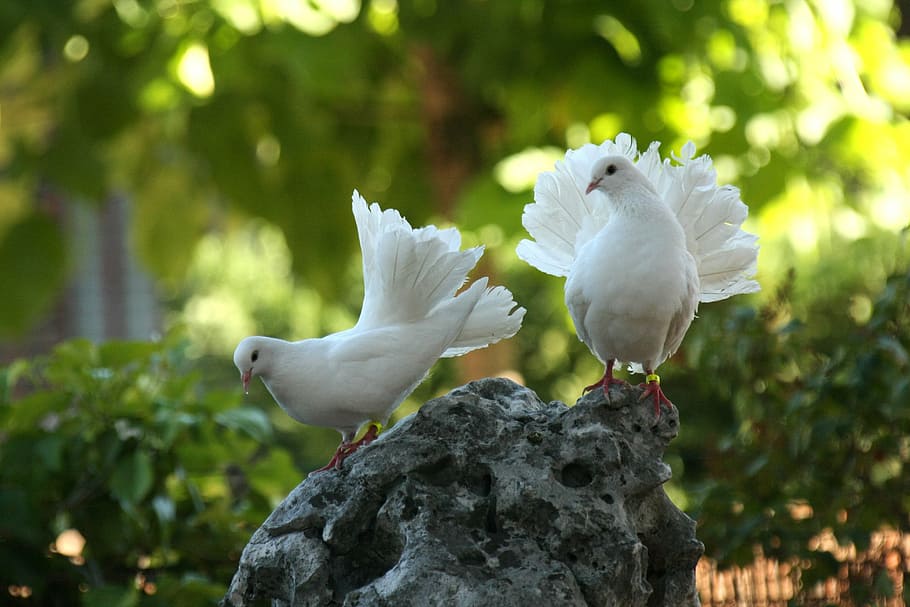 two white pigeons standing on rock, dove culipava, birds, green, HD wallpaper