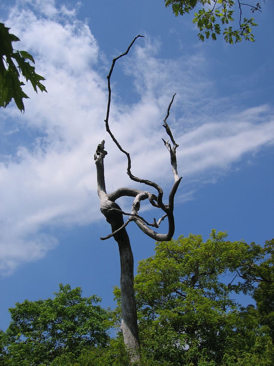 tree, branches, rest, nature, silence, plant, sky, cloud - sky HD wallpaper