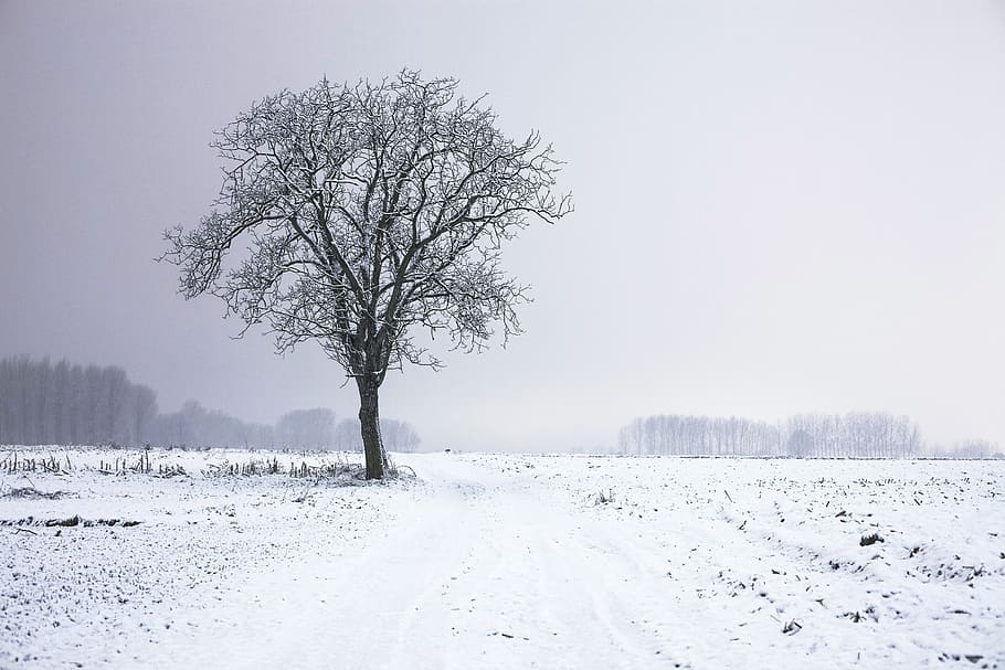 leafless tree covered with snow, alone, night, winter, cold HD wallpaper