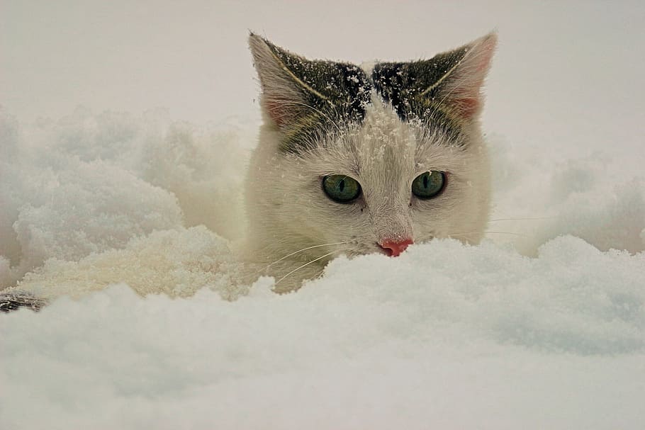cat, snow, animals, powder snow, pets, domestic Cat, cute, fur, HD wallpaper