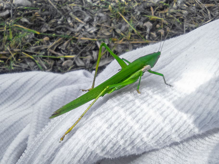Grasshopper, Insect, Arthropod, green, animals in the wild HD wallpaper