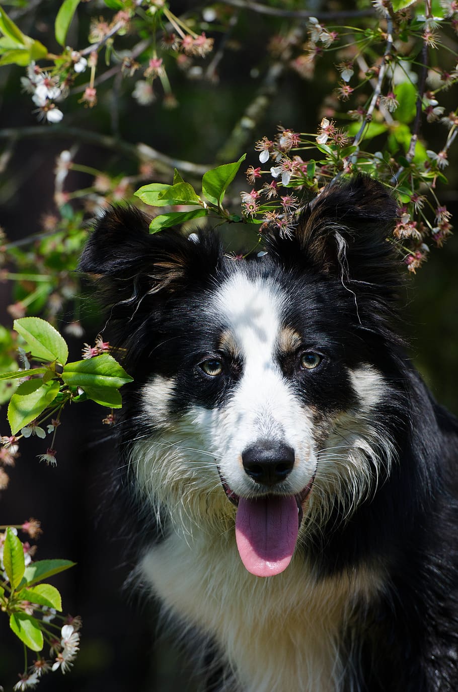 border collie, portrait, cherry tree, one animal, canine, animal themes HD wallpaper