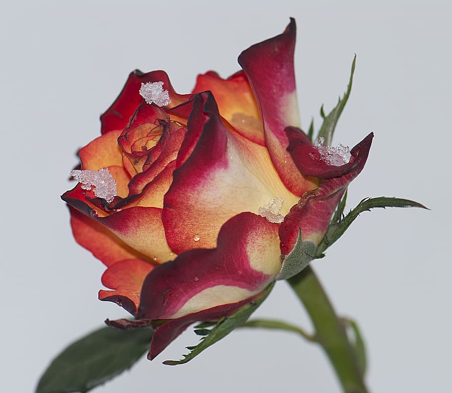 rosa, rossa, snow, close-up, beauty in nature, vulnerability HD wallpaper