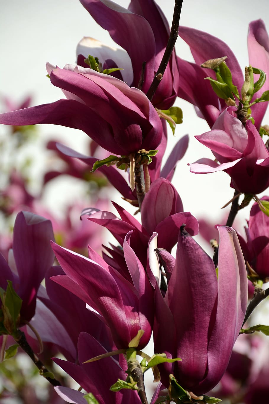 flowers, spring, red flower, spring flower, natural, garden HD wallpaper
