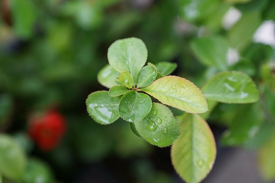selective focus photography of green lead, japanese cherry HD wallpaper