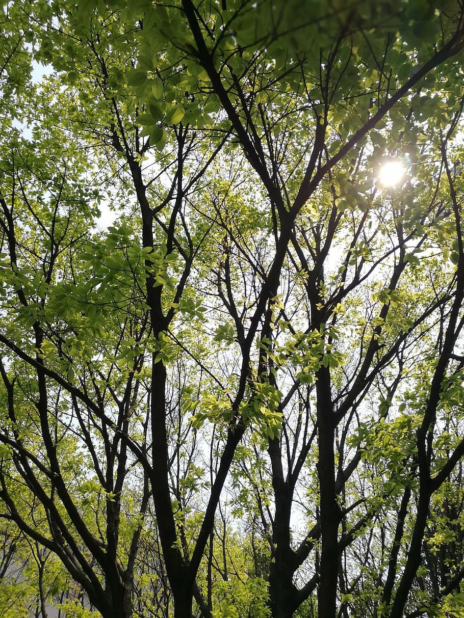 light and shadow, woods, green leaf, spring, tree, plant, sunlight HD wallpaper