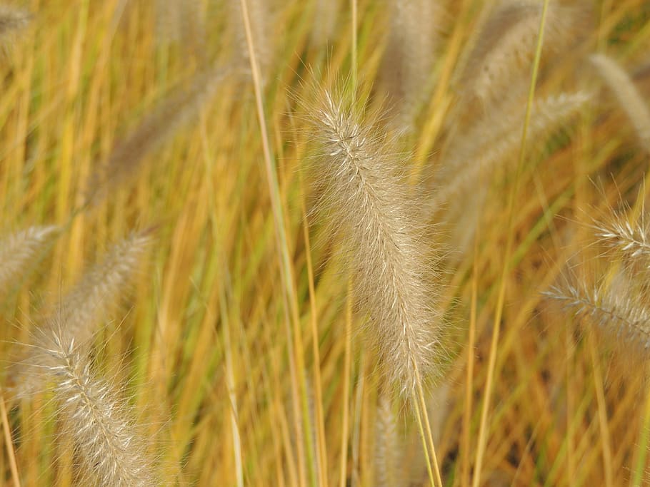 Grass, Threads, Halme, Autumn, growth, nature, plant, crop HD wallpaper
