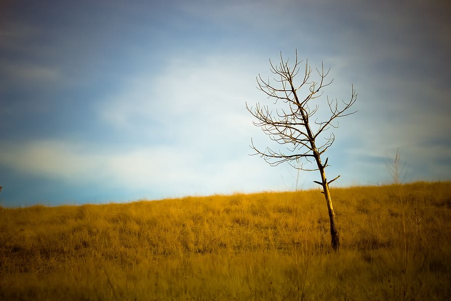 tree, plains, grass, fall, nature, landscape, sky, natural HD wallpaper