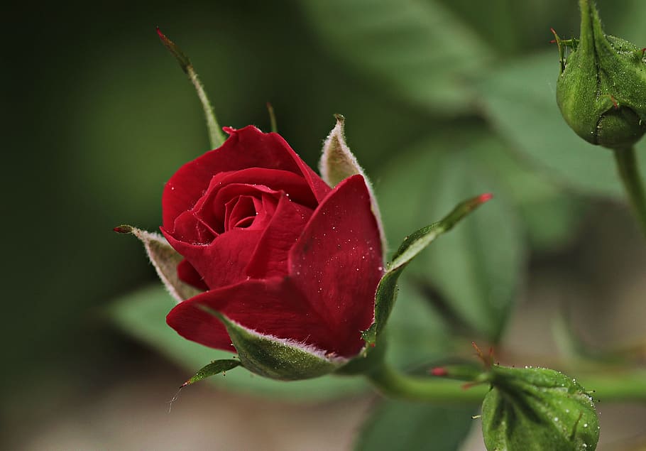 shallow focus photography of red rose, flower, rose blooms, blossom, HD wallpaper