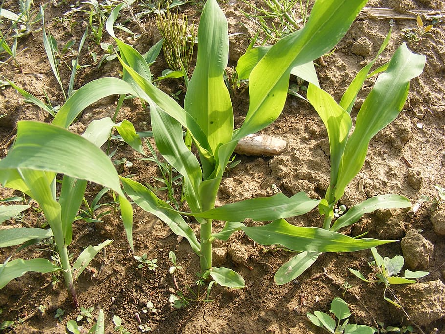 corn, cornfield, green, small, weeds, plants, agriculture, nature HD wallpaper