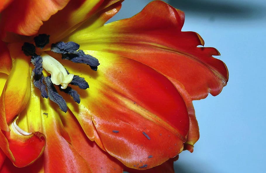 tulip, blossom, bloom, section, inside, red, flower, close HD wallpaper