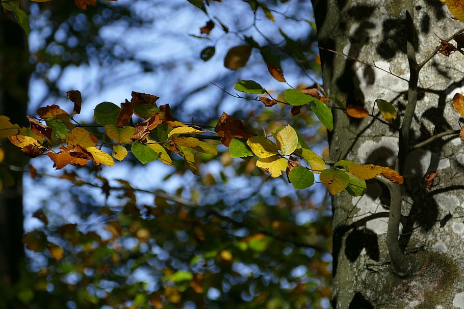 beech, autumn, forest, leaves, nature, forest path, autumn forest HD wallpaper
