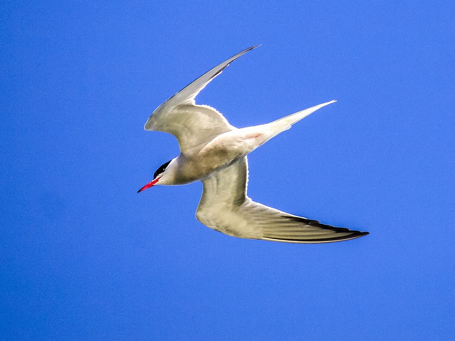 river tern, schwalbe, bird, water bird, nature, animal, animals in the wild HD wallpaper