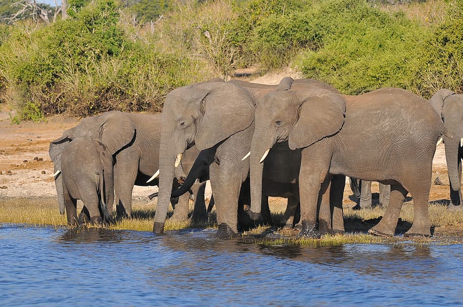 elephant, wildlife, mammal, safari, barbaric, water, nature, HD wallpaper