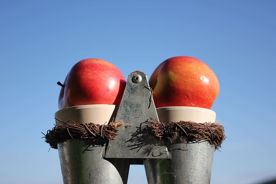 Apple, Nature, red, blue, sky, clear sky, no people, close-up HD wallpaper