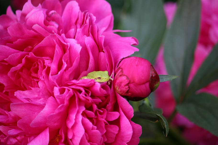 Frog, Peony, Flower, Nature, plant, pink Color, petal, close-up, HD wallpaper