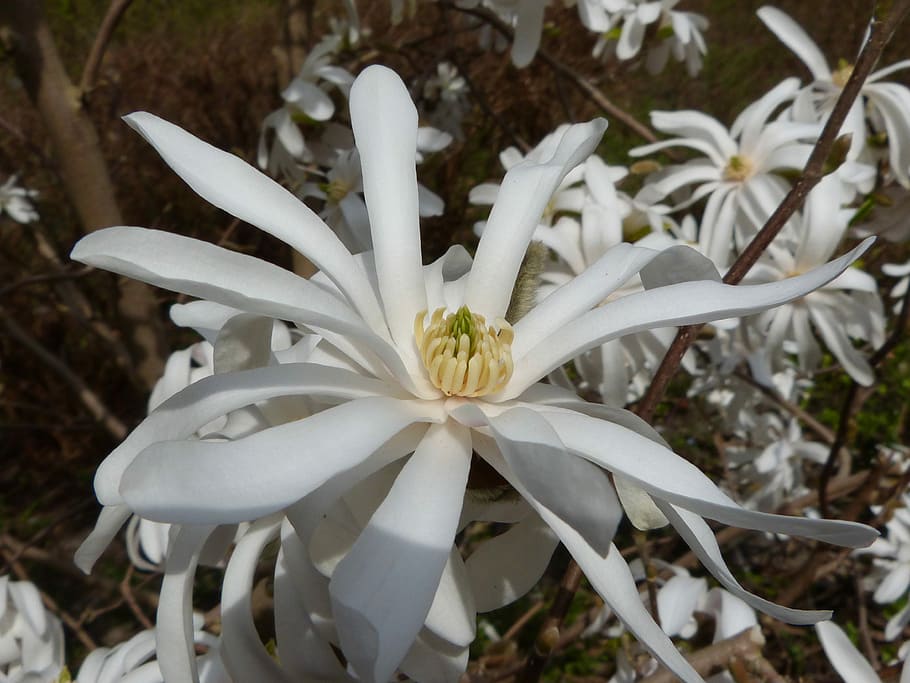 Spring, Blossom, Bloom, White, Plant, close, macro, nature HD wallpaper