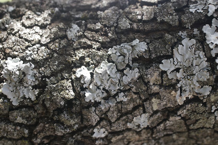trunk, bark, tree, tree bark, fungi, tree trunk, textured, full frame HD wallpaper