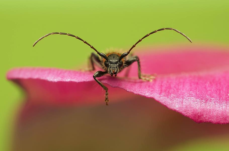 insect, nature, closeup, invertebrate, one animal, animal wildlife HD wallpaper