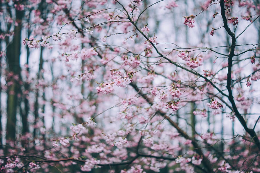 cherry blossom with shallow depth of field, pink, blossoms HD wallpaper