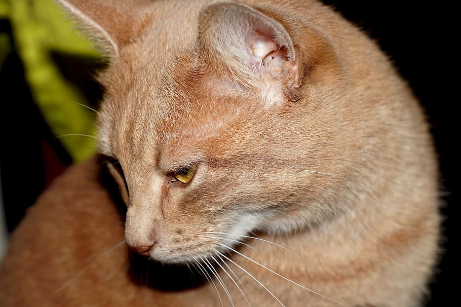 Cat, Head, Pet, Eyes, Attention, cat face, domestic cat, pets HD wallpaper