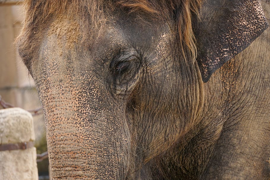 Elephant, Structure, Tusks, Ivory, wrinkled, skin, animals