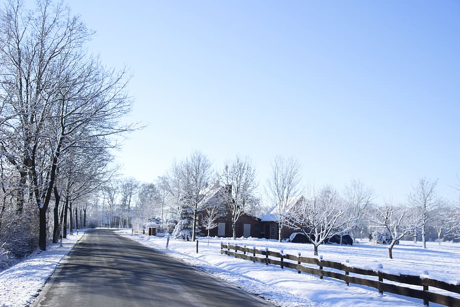winter, snow, cold, tree, frost, frozen, nature, weather, ice HD wallpaper
