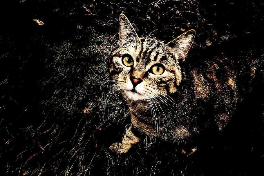 Cat, Background, Animal, Pet, Domestic, domesticated, loyal HD wallpaper