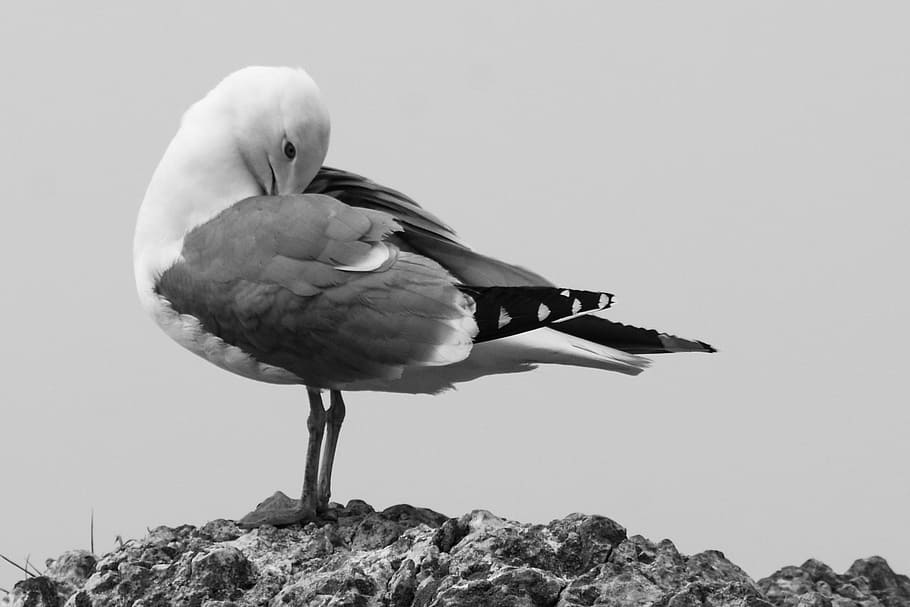 bird, seagull, nature, one animal, animal wildlife, vertebrate HD wallpaper