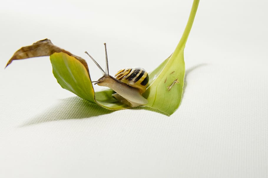 brown and black snail on leaf, home, shell, slowly, mucus, probe HD wallpaper