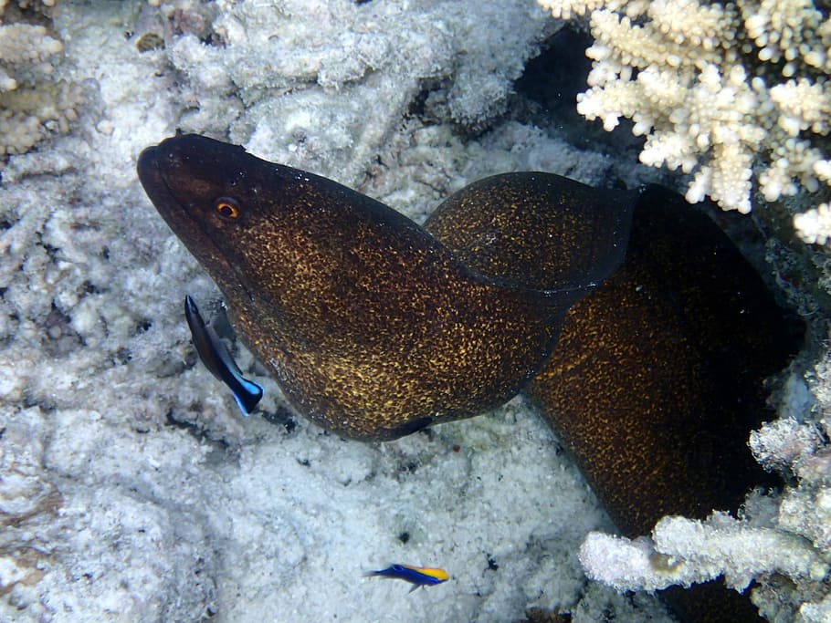 moray java, fish, sea, maldives, animal themes, animals in the wild HD wallpaper