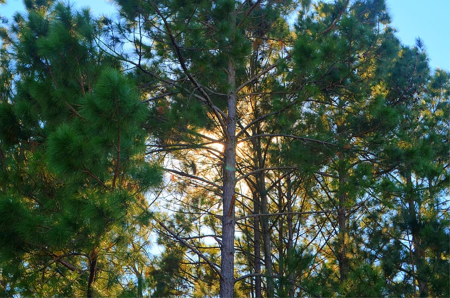 Sun, Shadows, Pine Trees, nature, low angle view, day, growth HD wallpaper