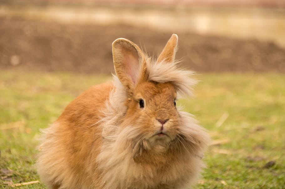 brown rabbit on green grass, hare, lion head, cute, fur, animal