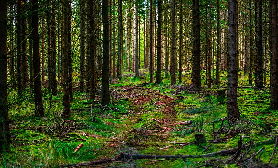 photography of forest at daytime, wood, nature, tree, leaf HD wallpaper