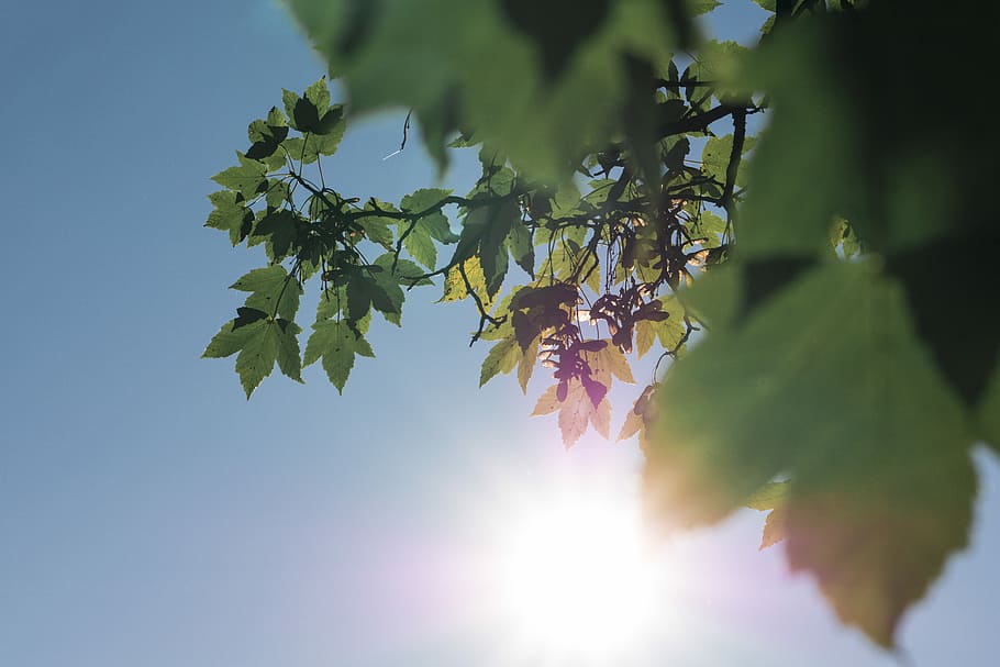 Frognerparken in October, bottom view photo of green plant under blue sky HD wallpaper
