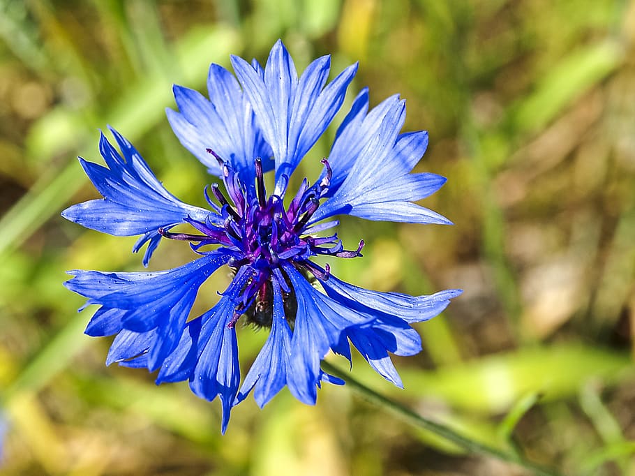 Cornflower, Blossom, Bloom, plant, nature, fragility, beauty in nature HD wallpaper