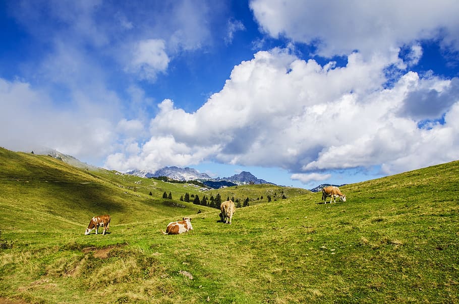 several brown cattle on green field, landscape, grass, fields HD wallpaper