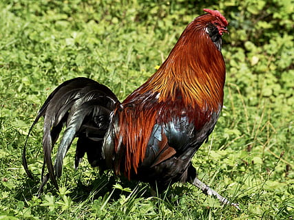 brown and black rooster walking on grass, hahn, bird, pride HD wallpaper