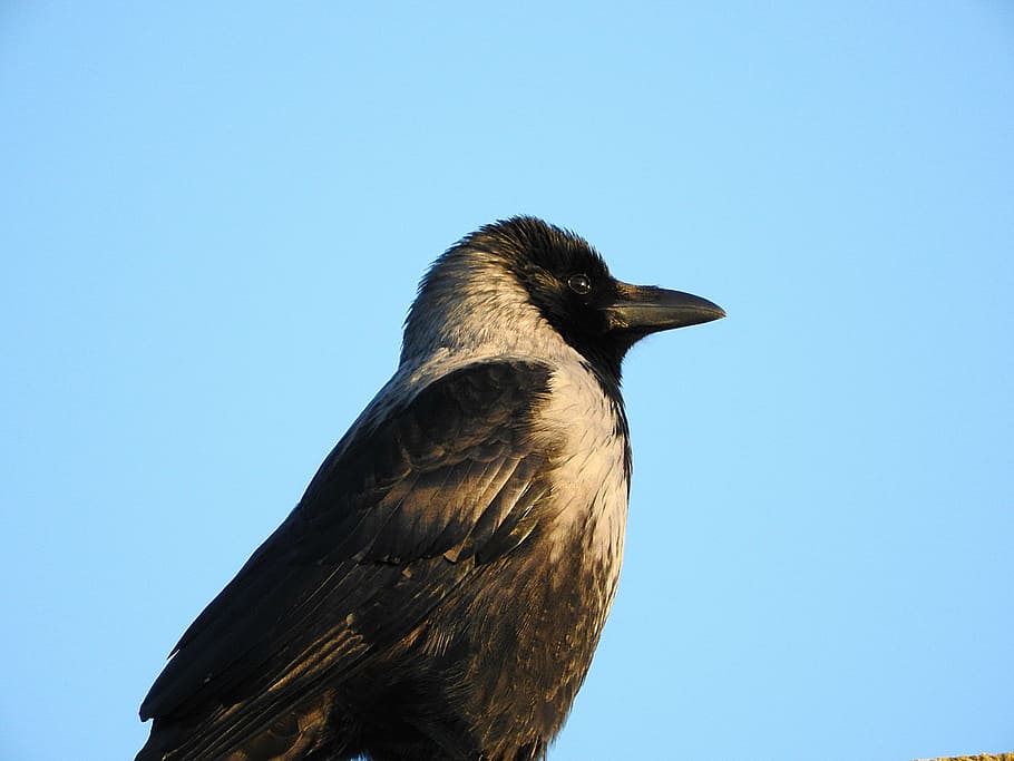 crow, bird, raven bird, one animal, animal themes, vertebrate HD wallpaper