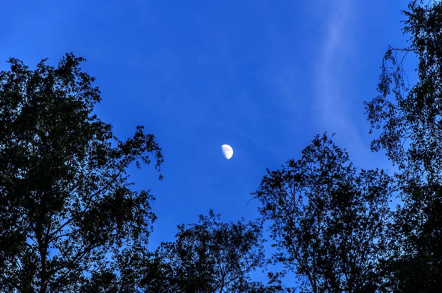 moon, sky, half moon, darkness, lighting, tree, plant, low angle view HD wallpaper