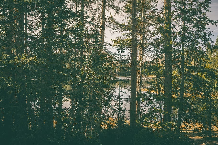 trees, green, plants, nature, forest, lake, beauty in nature HD wallpaper