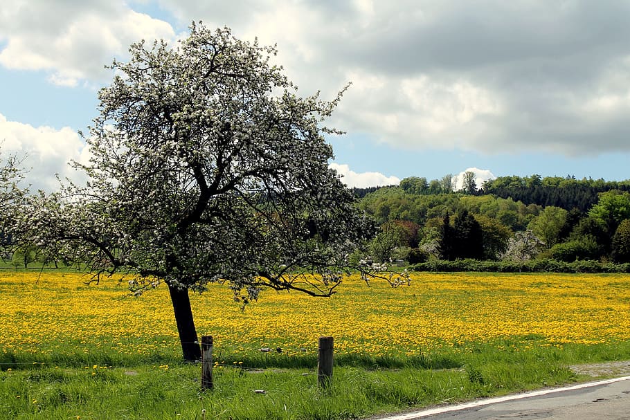 westerwald, dandelion, meadow, spring, yellow, plant, tree HD wallpaper