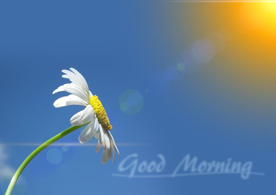 white Oxeye Daisy flower Good Morning greeting, marguerite, leucanthemum, HD wallpaper