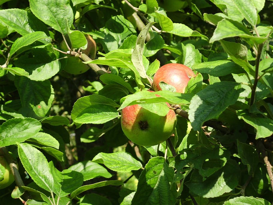 Apple Tree, Harvest, Nature, fruit, food and drink, green color HD wallpaper