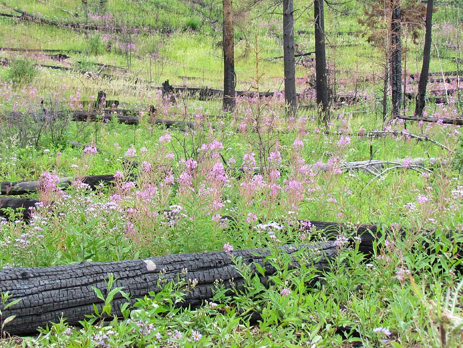 nature, fire, serenity, field, forest, renaissance, flowers HD wallpaper