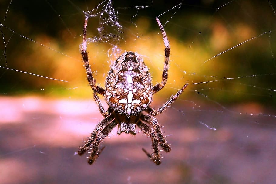 spider, arachnid, spider's web, insect, invertebrates, animals HD wallpaper