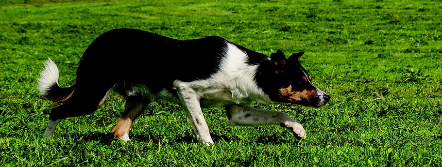 border, collie, dog, border collie, rough collie, pet, animal HD wallpaper